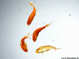 Eye Catching Underwater Goldfish Wallpaper