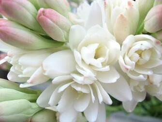 Pink Flowers Perfume Wallpaper Tuberose Flower