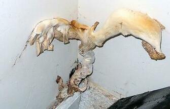 Mold Inspectors Certified Contractors Testing