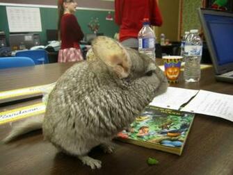 Chinchilla HD Wallpaper