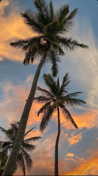 Wallpaper