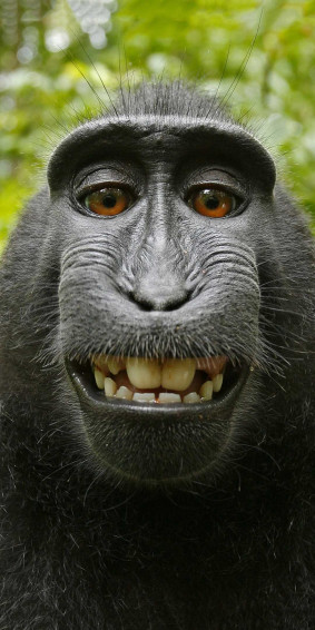 Monkey iPhone Wallpaper