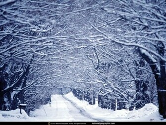 Vermont Snowy Maple Trees Photo Of The Day Picture