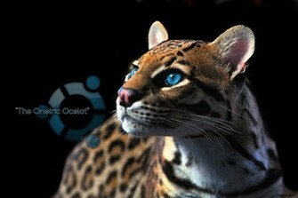 Ubuntu Oneiric Ocelot Wallpaper Tux Planet