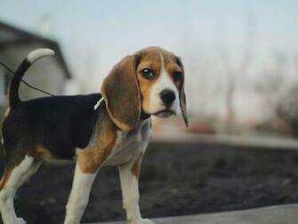 Beagle Wallpaper HD Desktopinhq Net