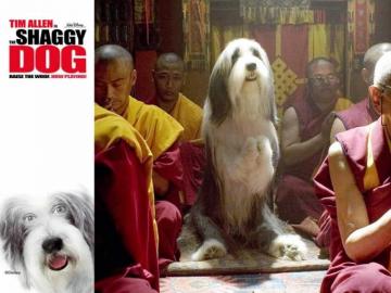 The Shaggy Dog Wallpaper Movie Photo Background Image