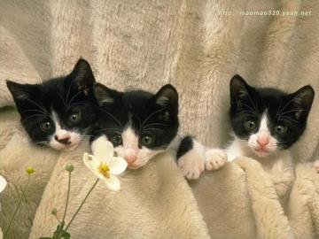 Cute Kitten Wallpaper Kittens