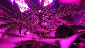 Weed Wallpaper HD 1080p I Uploaded A Version If