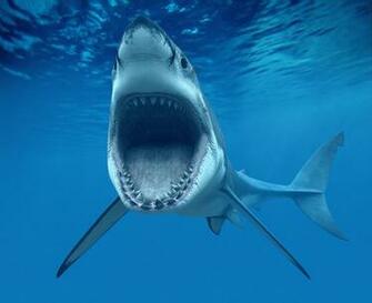 Image From Clker Woodridge Il Usa Great White Shark
