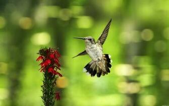 Hummingbird Wallpaper HD