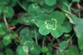 Four Leaf Clover Background Clov
