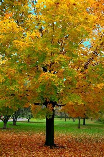 Fall Jpg