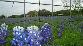 Texas Bluebonnets Wallpaper
