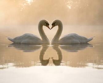 Cute Love Wallpaper HD In Imageci