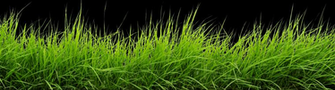 Crops Clipart Transparent Background