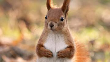 Squirrel Wallpaper