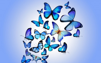 Blue Butterfly Wallpaper HD