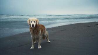Golden Retriever Wallpaper Screensavers Background