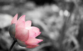 Pink Black And White Wallpaper