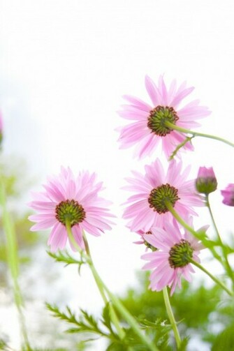 Summer Flowers Bloomin Simply Beautiful iPhone Wallpaper