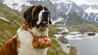 Nature Animals Dog St Bernard Wallpaper HD Desktop
