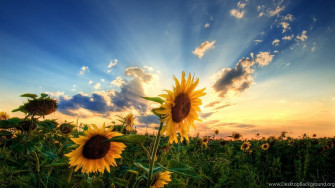 Summer Wallpaper For Desktop Background Image