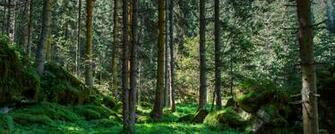 Wallpaper International Day Of The Forest