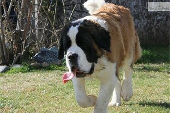 Saint Bernard Puppy Wallpaper X HD