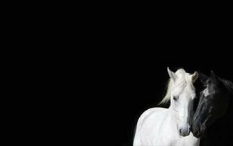 Wallpaper Black And White Animals Horses