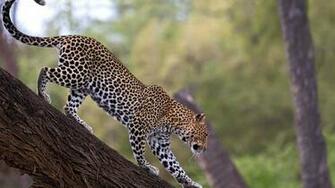 Animal Leopard 1080p Wallpaper Pic Photosjunction