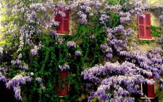 Wisteria Cottage HD Desktop Wallpaper Widescreen High Definition
