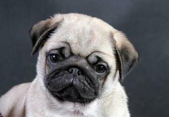 Pug Wallpaper Screensaver Background Cute Puppycute Puppies