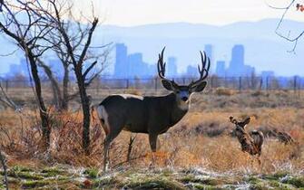 Mule Deer Wallpaper