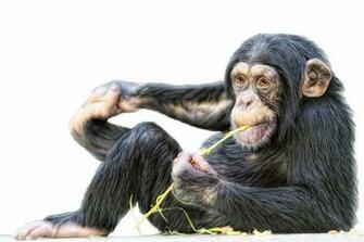 Chimpanzee Wallpaper