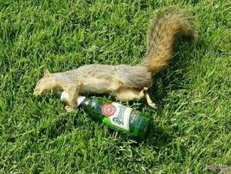Drunk Squirrel Funny Wallpaper Wallpaper