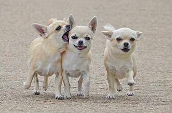 Dogs Chihuahua Wallpaper Desktop