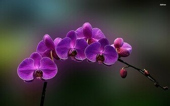 Purple Orchids Wallpaper Flower