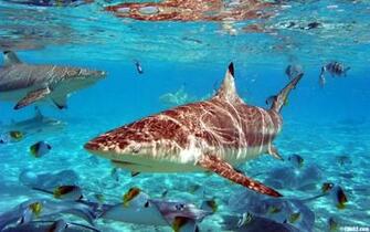 Shark Wallpaper Fish