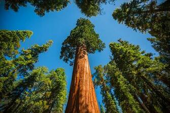 Sequoia National Park Forest Wallpaper