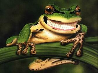 Funny Frog Wallpaper HD