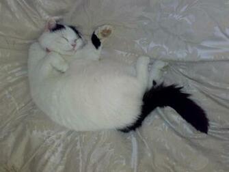 Being Lazy Image Cat HD Wallpaper And Background Photos