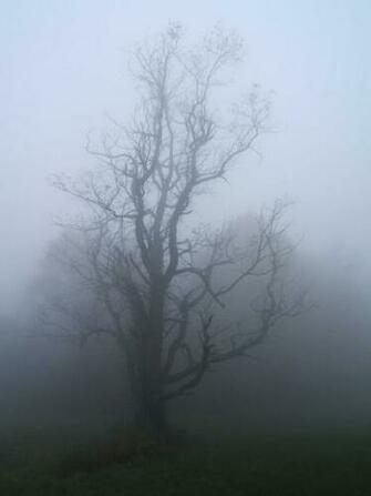 You Are Ing Trees Fog HD Wallpaper Color Palette Tags