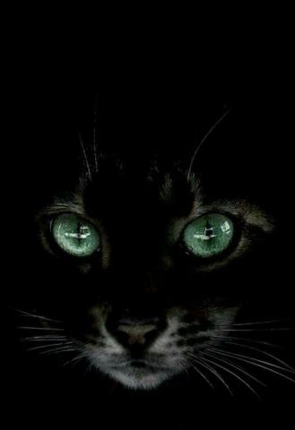 I Had A Cat Like That Many Moons Ago All Black Except For