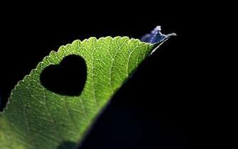 Sorry Wallpaper For Love HD Lovely