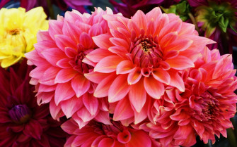 Pink Flower Nature Close Wallpaper