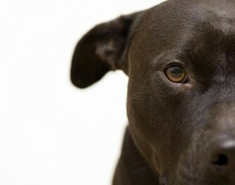Image Pit Bull Wallpaper Dogs