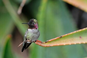 Hummingbirds Wallpaper HD