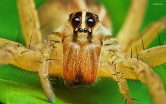 Spider Wallpaper