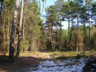 Winter Forest Czech Desktop Pc And Mac Wallpaper