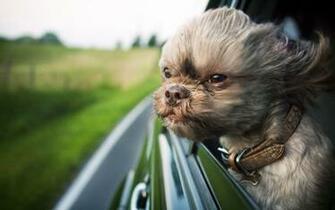Ugly Dog Wallpaper